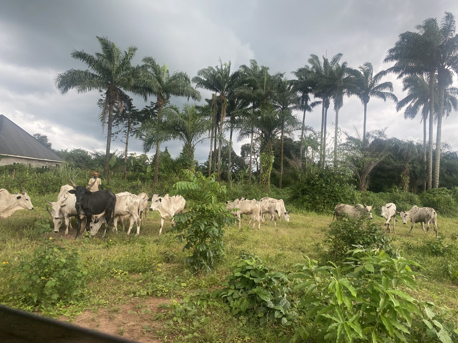 Healthy Cattle, Straight From the Field