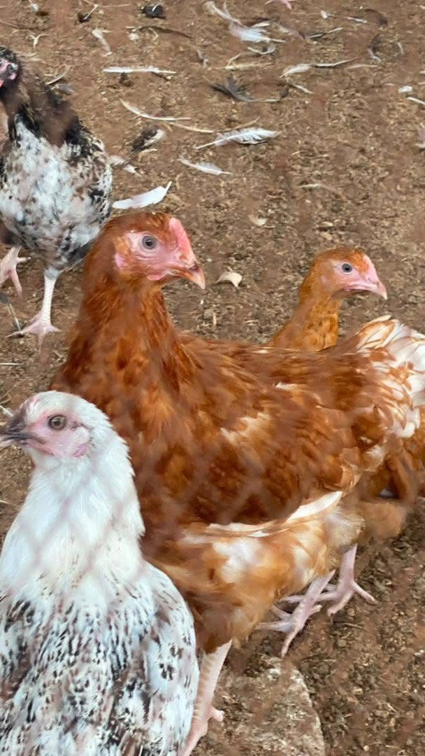 Free-Range Chickens