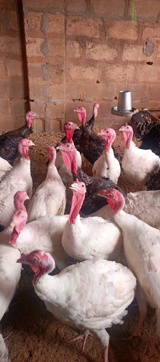 Turkeys Raised for the Season