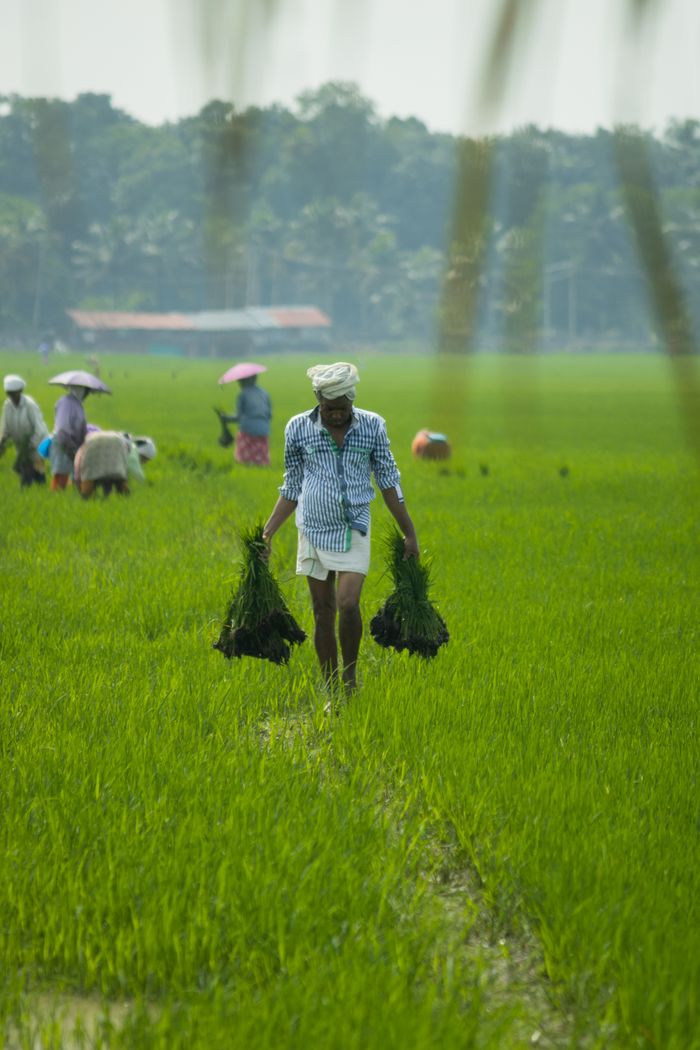 A farmer carries harvested crops in a vibrant green rice paddy, symbolizing rural agriculture.
