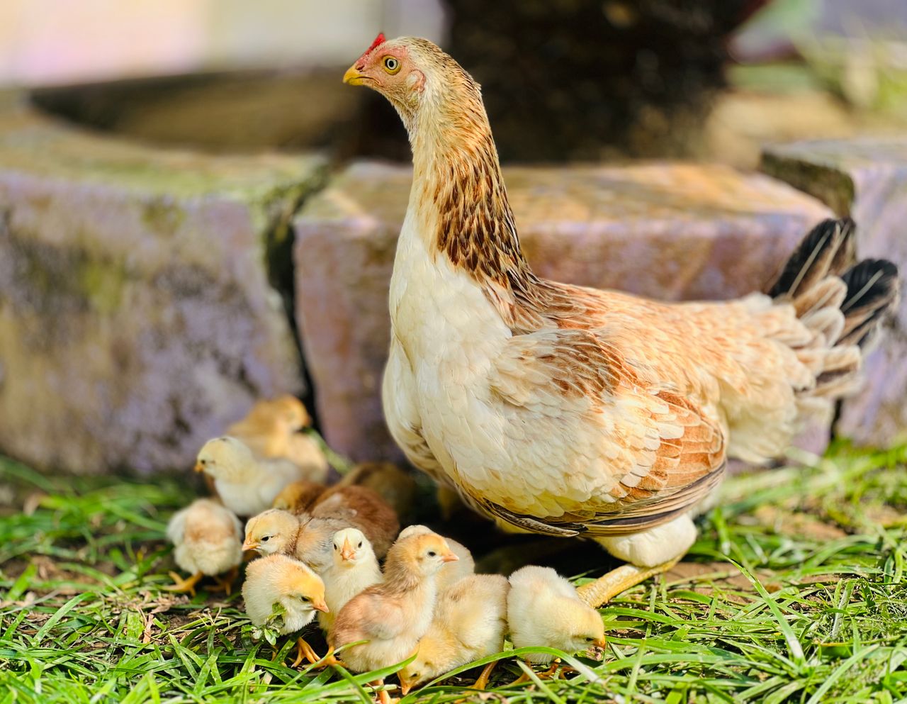 A hen with her chicks in a grassy outdoor area, showcasing natural family bonds.