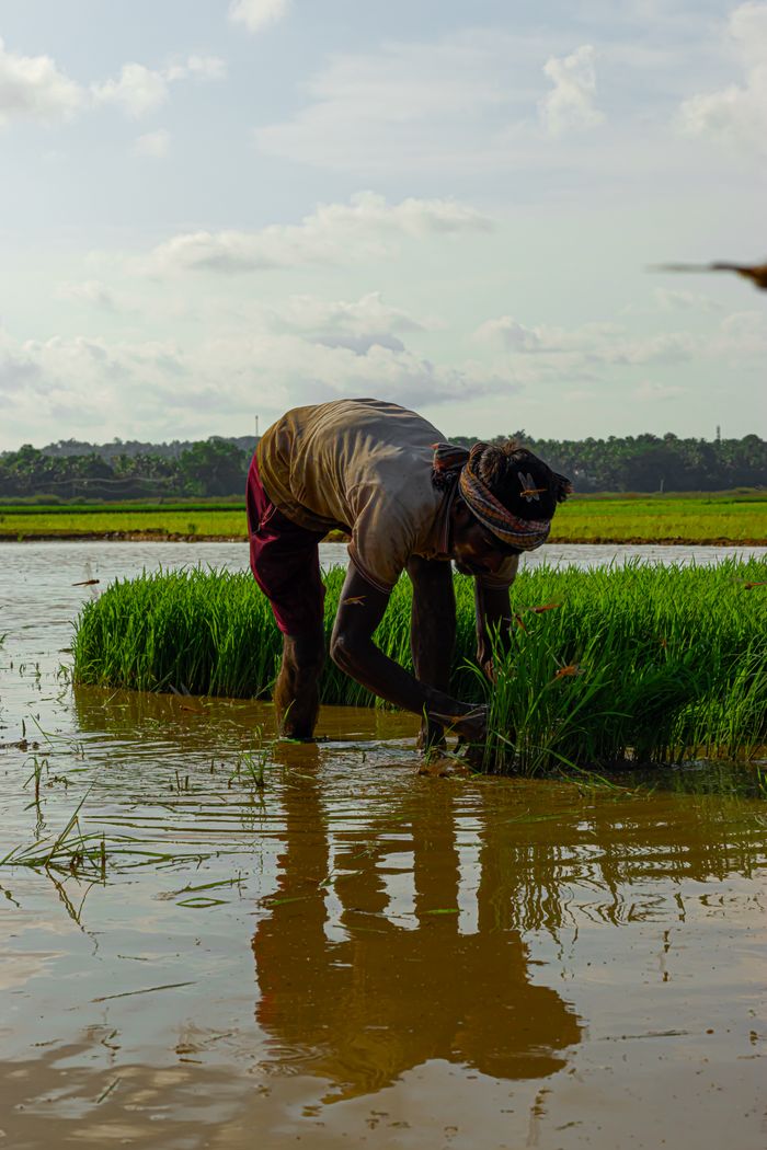 A farmer in KL, India, tending to rice fields, showcasing traditional agricultural practices.